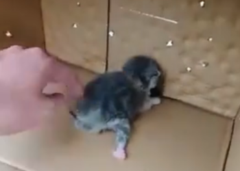 D2204022 adopted bunch saw on street_part 2