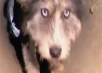 D2204024 Stray mama dog asked people help to save her babies_part 2