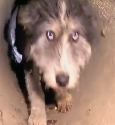 D2204024 Stray mama dog asked people help to save her babies_part 2