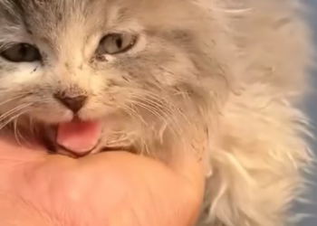 D2204025 Rescue cat _part 2