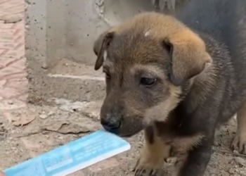 D2204027_poor puppy_part 2