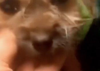 D2204028_little scared pup lost her mom but moment they reunited, my heart melted_part 2