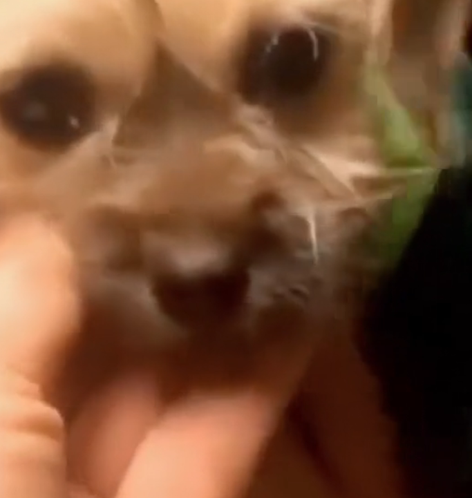 D2204028_little scared pup lost her mom but moment they reunited, my heart melted_part 2