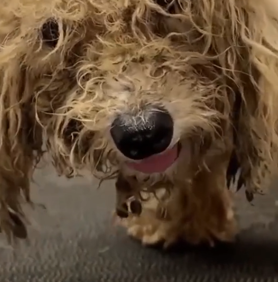 D2204002 We rescued Puppy after days of abuse_part 2