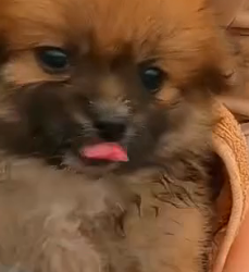 D2204035_story of little dog crying help struggling to survive until happens_part 2