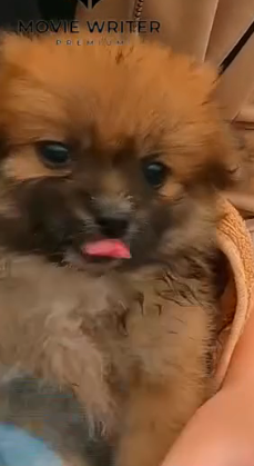 D2204035_story of little dog crying help struggling to survive until happens_part 2