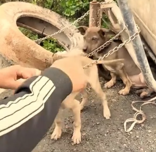 D2204038_Dogs Cats Resxue_part 2