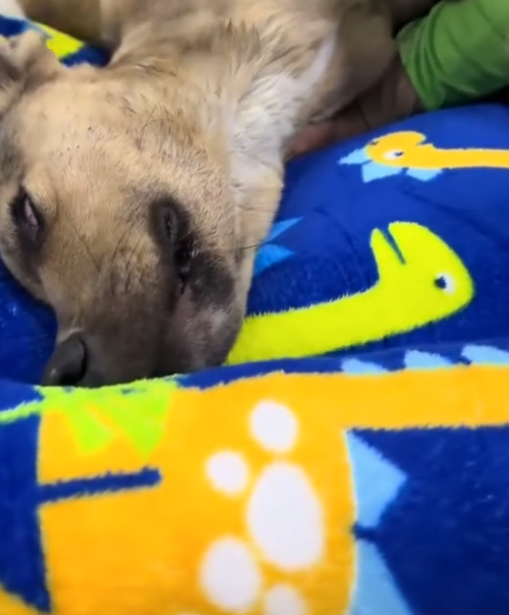 D2204004_Rescue Dog_part 2