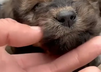 D2204006_little dog was shivering in park because he was hungry cold. Luckily man who was exercising passed by saw him adopted part 2