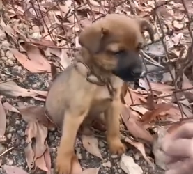 D2204010 rescued dog of road until_part 2