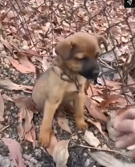D2204010 rescued dog of road until_part 2