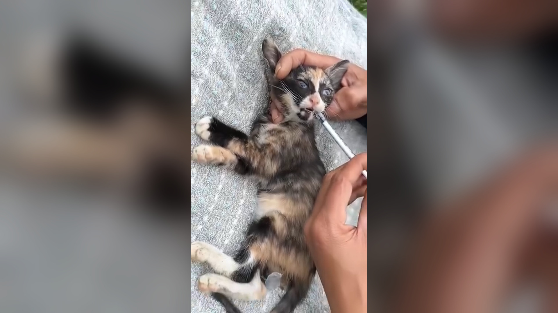 D1105063_Rescue kitten #rescue #animals #animalsoftiktok #rescuecat #cat_part 2