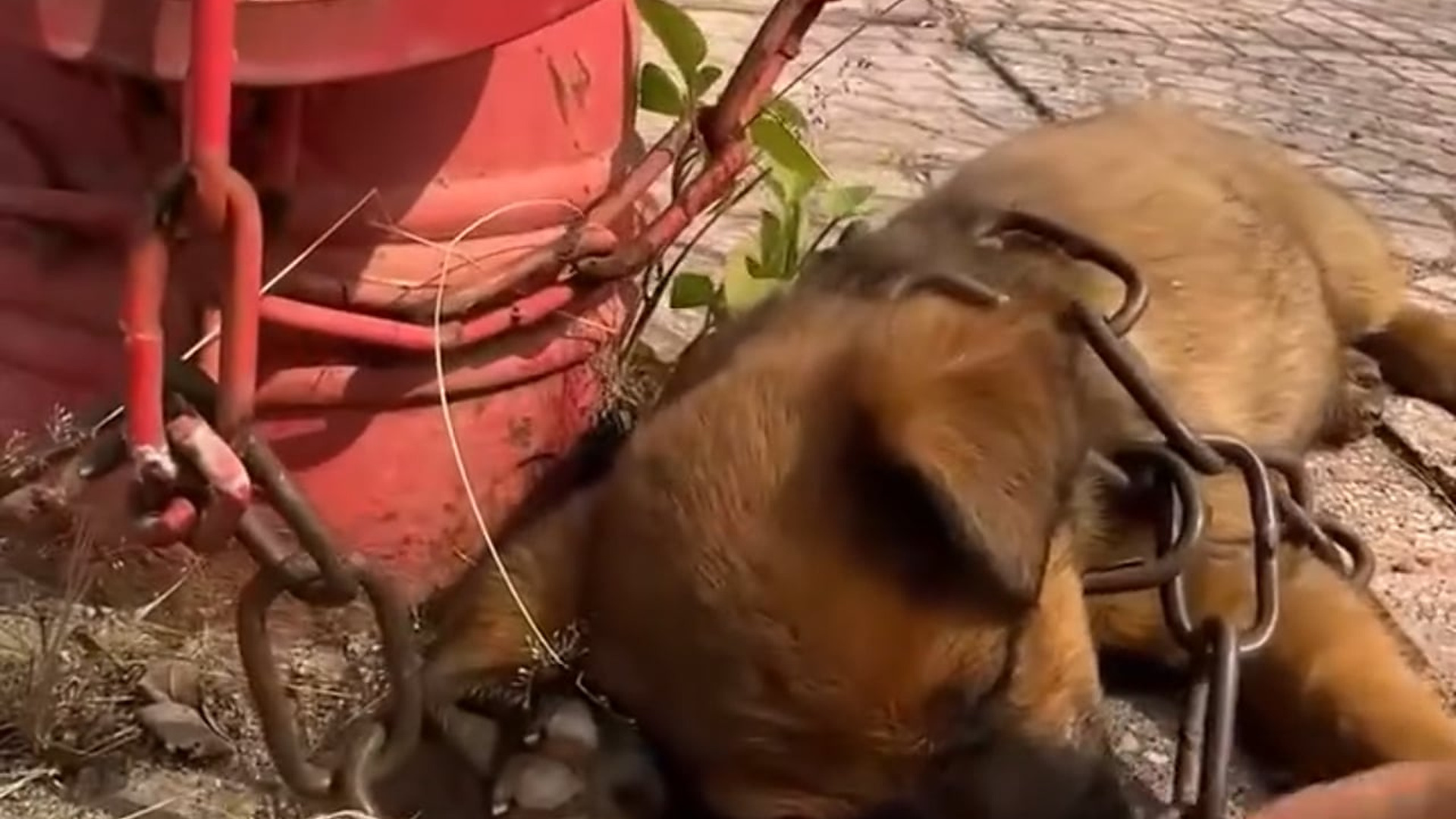 D1105105_Trying to save unconscious puppy on side of road, result touches millions of hearts_part 2