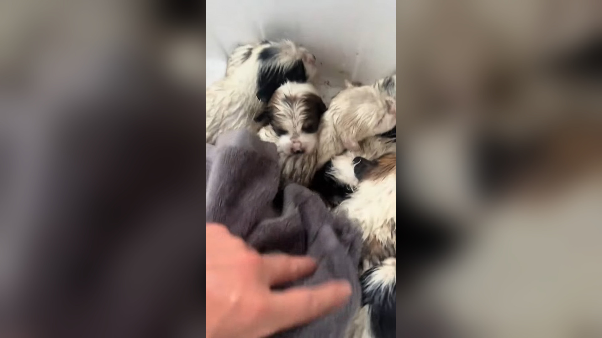 D1305017_#animals #animal #animalrescue #dog #rescue #rescuedog_part 2