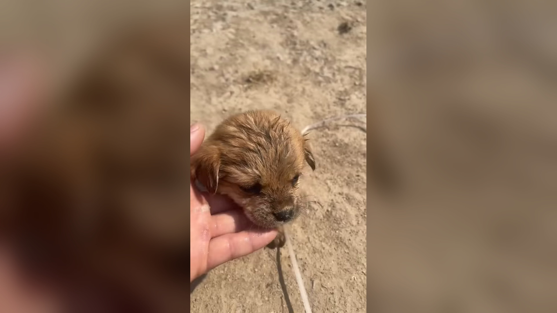 D1305018_#animals #animal #animalrescue #dog #rescue #rescuedog (1)_part 2