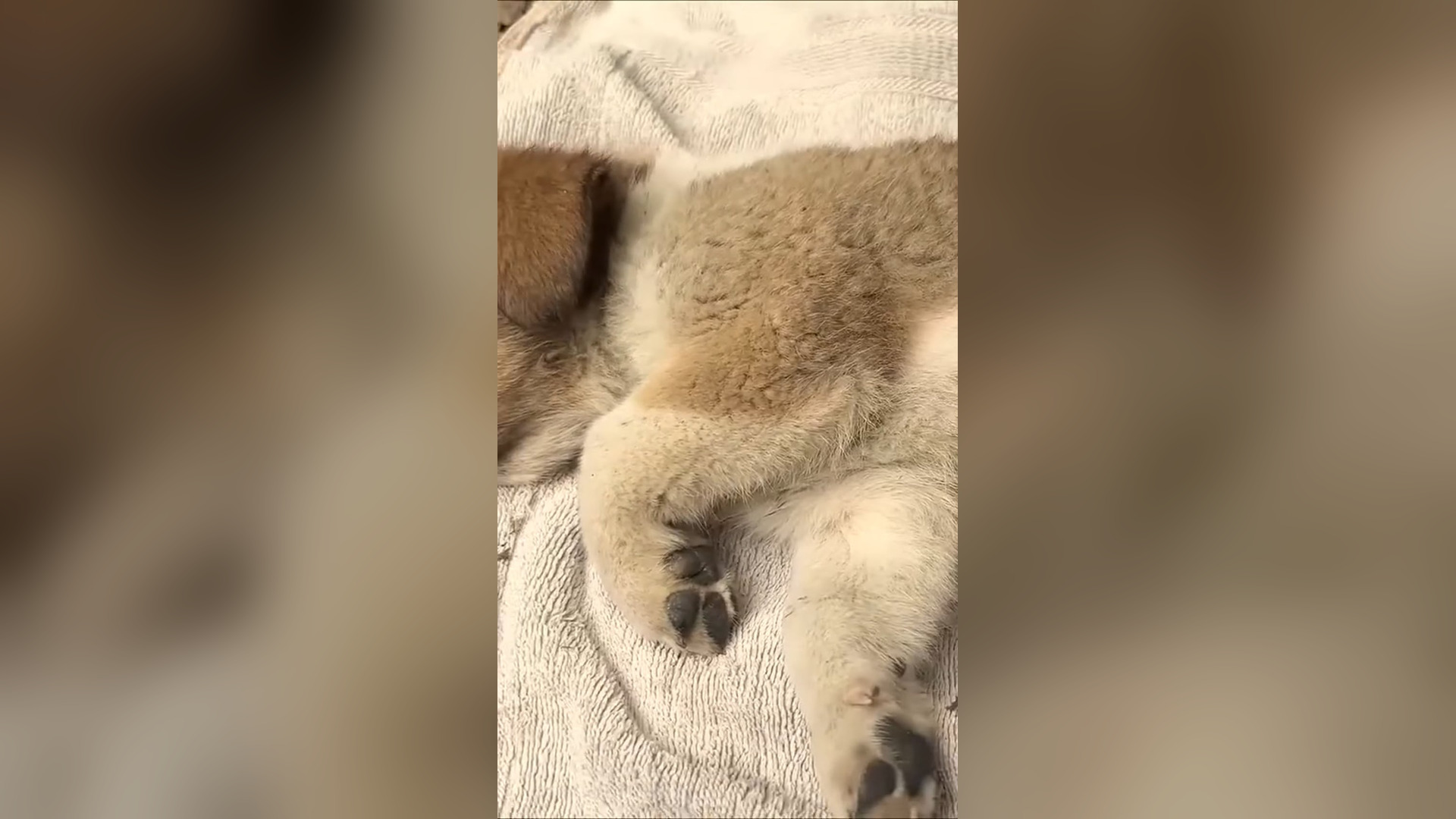 D1305022_27K views reactions #animals #animal #animalrescue #dog #rescue #rescuedogsoftiktok Dogs Cats Resxue_part 2