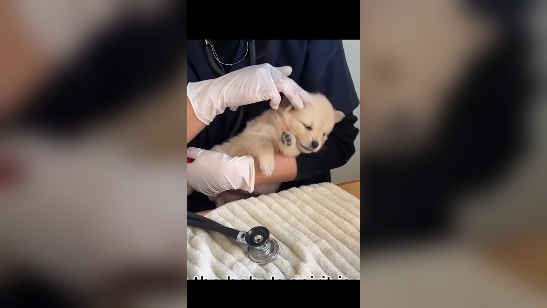 D1305024_Poor puppy #rescue #rescueanimals #puppy #animals #rescuepuppy #fyp_part 2