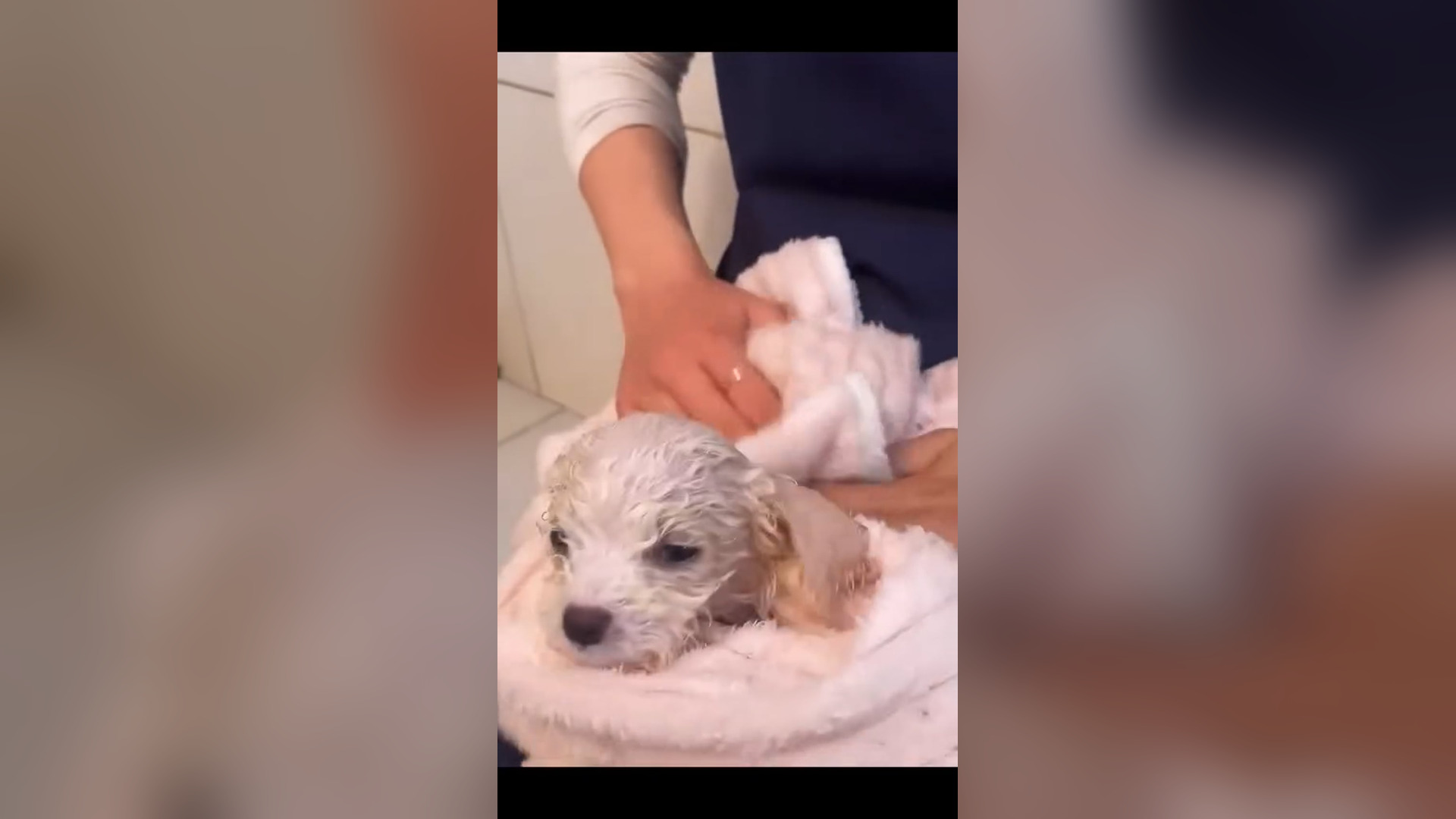 D1305027_Rescue white puppy #rescue #rescueanimals #rescuepuppy #puppy #animals #fyp_part 2