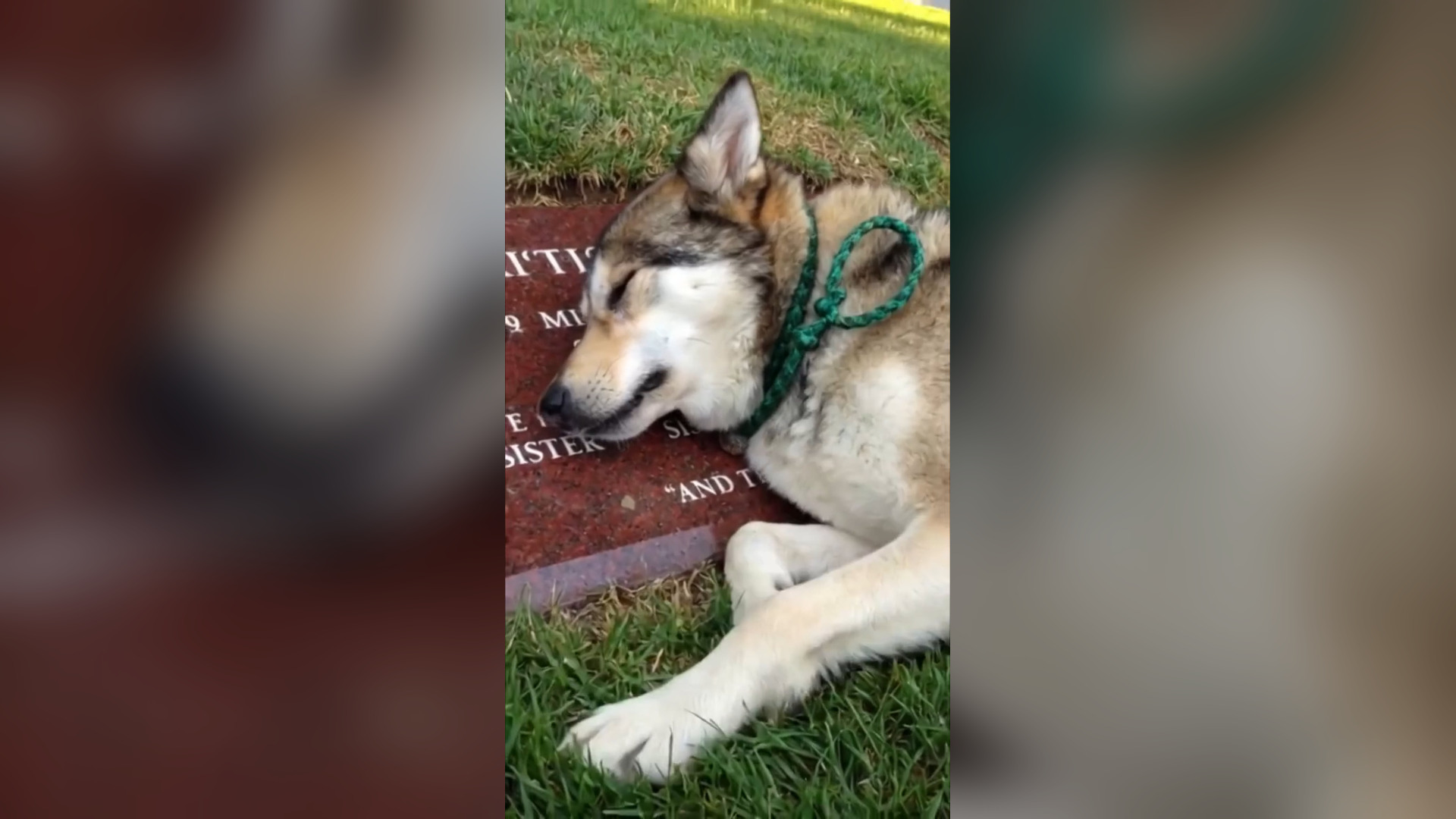 D1805003_Dogs Quietly Crying Beside Their Owners Graves (Moments So Sad They ll Break Your Heart)_part 2