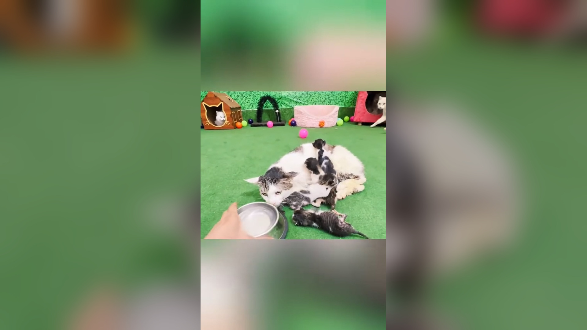 D1305031_Helpless cat was tied up left to die on highway! #rescue #rescuecat #rescuekitten #cat #kitten #catsoftiktok #kittensof