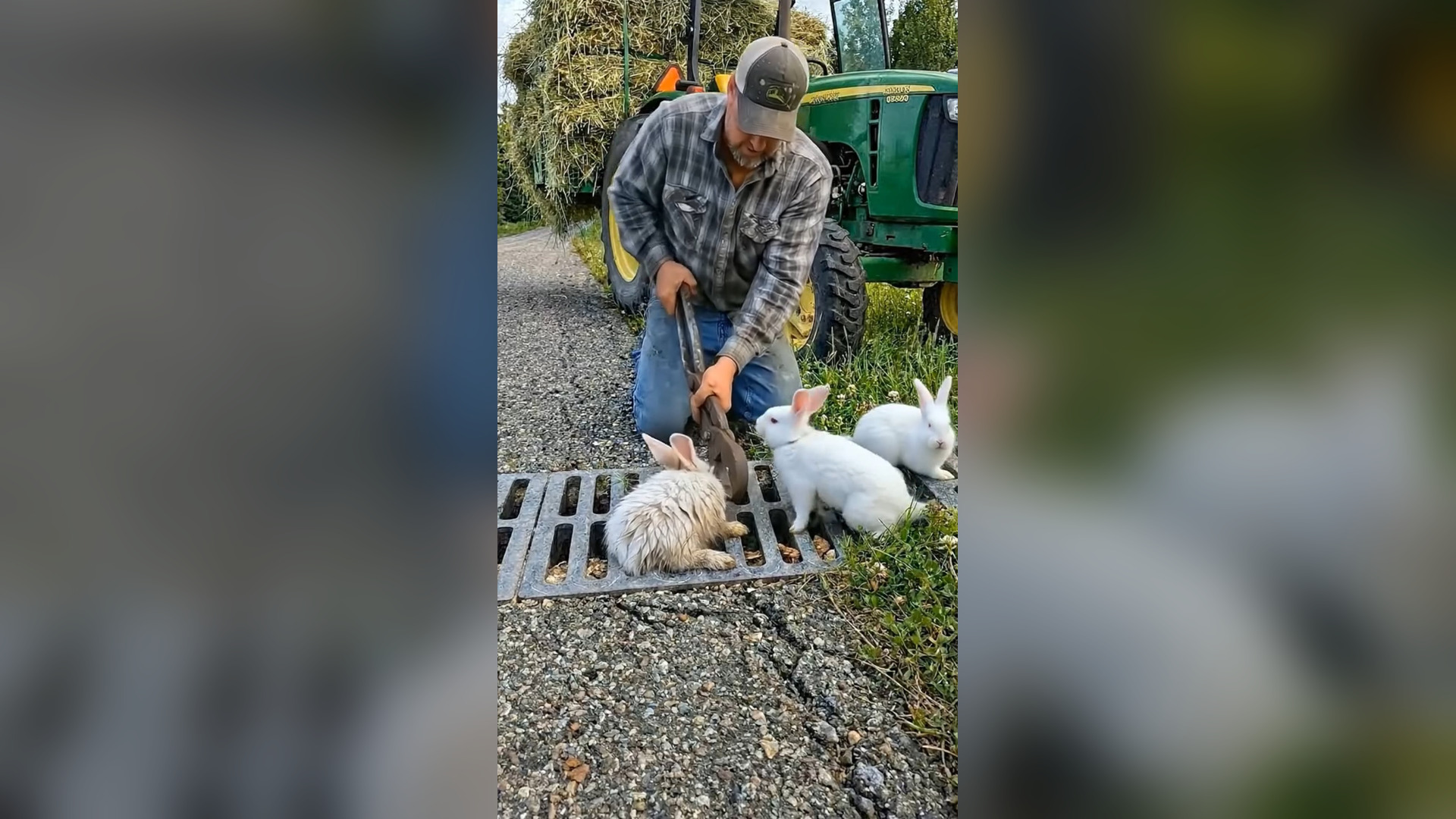 D2905051_farmer rescues mother rabbit trapped under metal drain brings whole family back to green forest_part 2