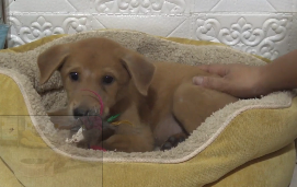 D2504005_Found poor little Puppy in Rain, took Her Home Cared Her Love_part 2