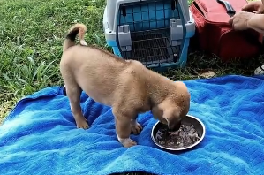 D2504006_homelessness to Loved Little Dog Amazing Story_part 2