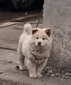 D2504007_Saw Dog Outside Meat Shop What Happened Next Shocked Me_part 2