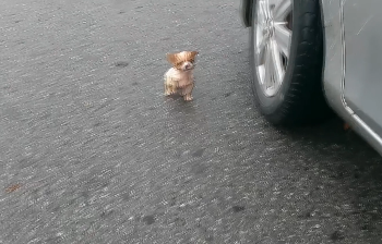 D2504001_Tiny Puppy Jumped Out Blocked My Car in Cold Rain Begging Help_part 2