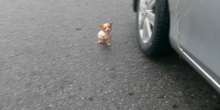 D2504001_Tiny Puppy Jumped Out Blocked My Car in Cold Rain Begging Help_part 2