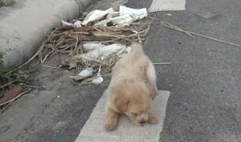 D2504002_Found picking up fallen seeds on Street Puppy Stole My Heart_part 2