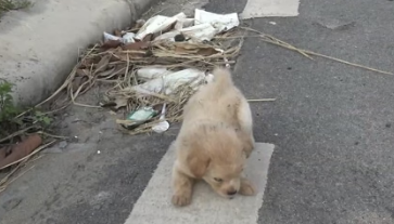 D2504002_Found picking up fallen seeds on Street Puppy Stole My Heart_part 2