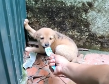 D2504003_Adorable puppy looking mother in abandoned house His cuteness melts my heart_part 2