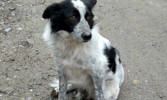 D2504009_Starving Freezing Homeless Abandoned Dog Gets Rescue Saves His Life_part 2
