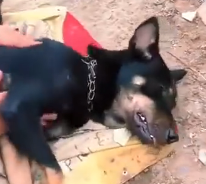D1105015_story will break your heart #rescueanimals part 2