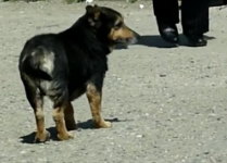 D2504010_Homeless dog living in cardboard box gets rescued has heartwarming transformation_part 2
