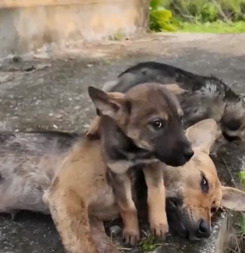 D1105035_Puppy cries help as mother gasps life in heartbreaking scene_Part 2