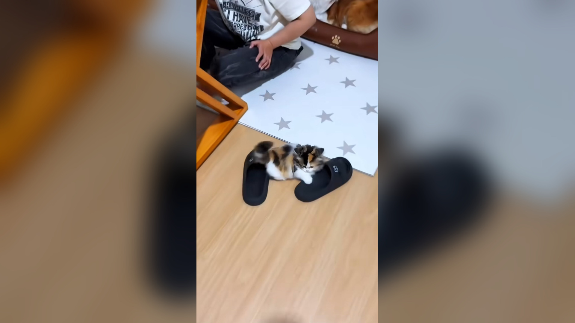 D0705041_Cute kitten. rescued kitten #rescue #rescuecat #cat #catsoftiktok..._part 2