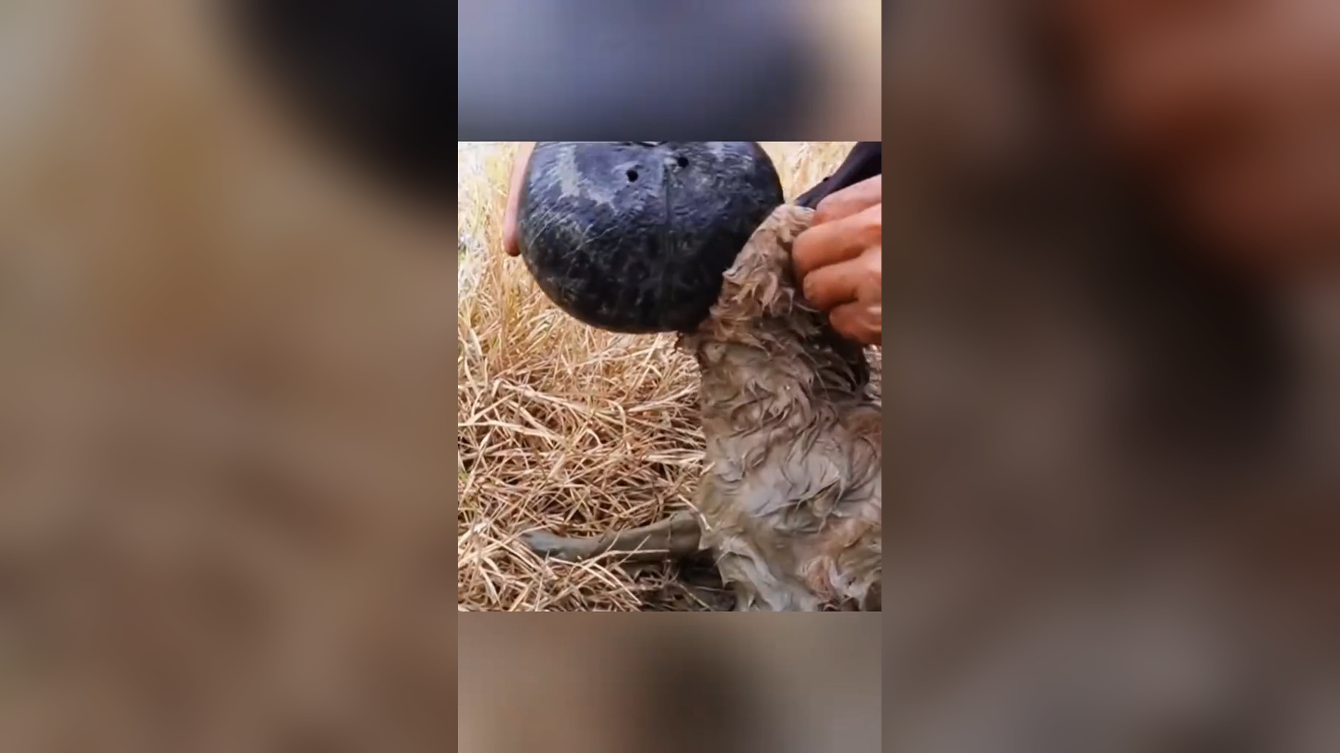 D0905038_4.3K views reactions Rescue puppy #rescue #animals #rescuedog #rescueanimals #puppy #puppytiktok Animal Inspired_part 2