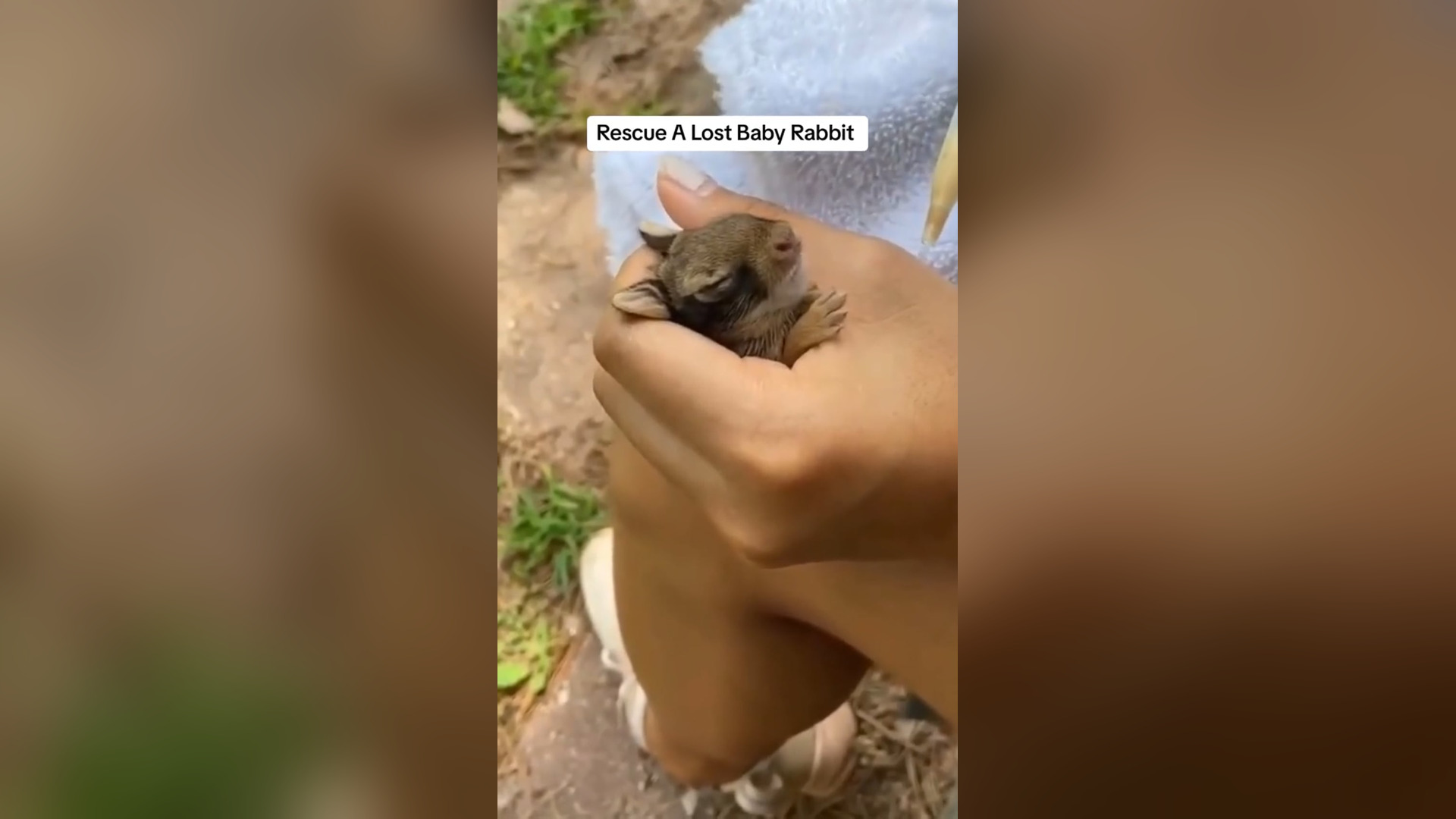 D0905039_reactions Rescue Lost Baby Rabbit #animal #animalsoftiktok #animalrescue #rabbit #rabbitsoftiktok #rescuerabbit #babyra