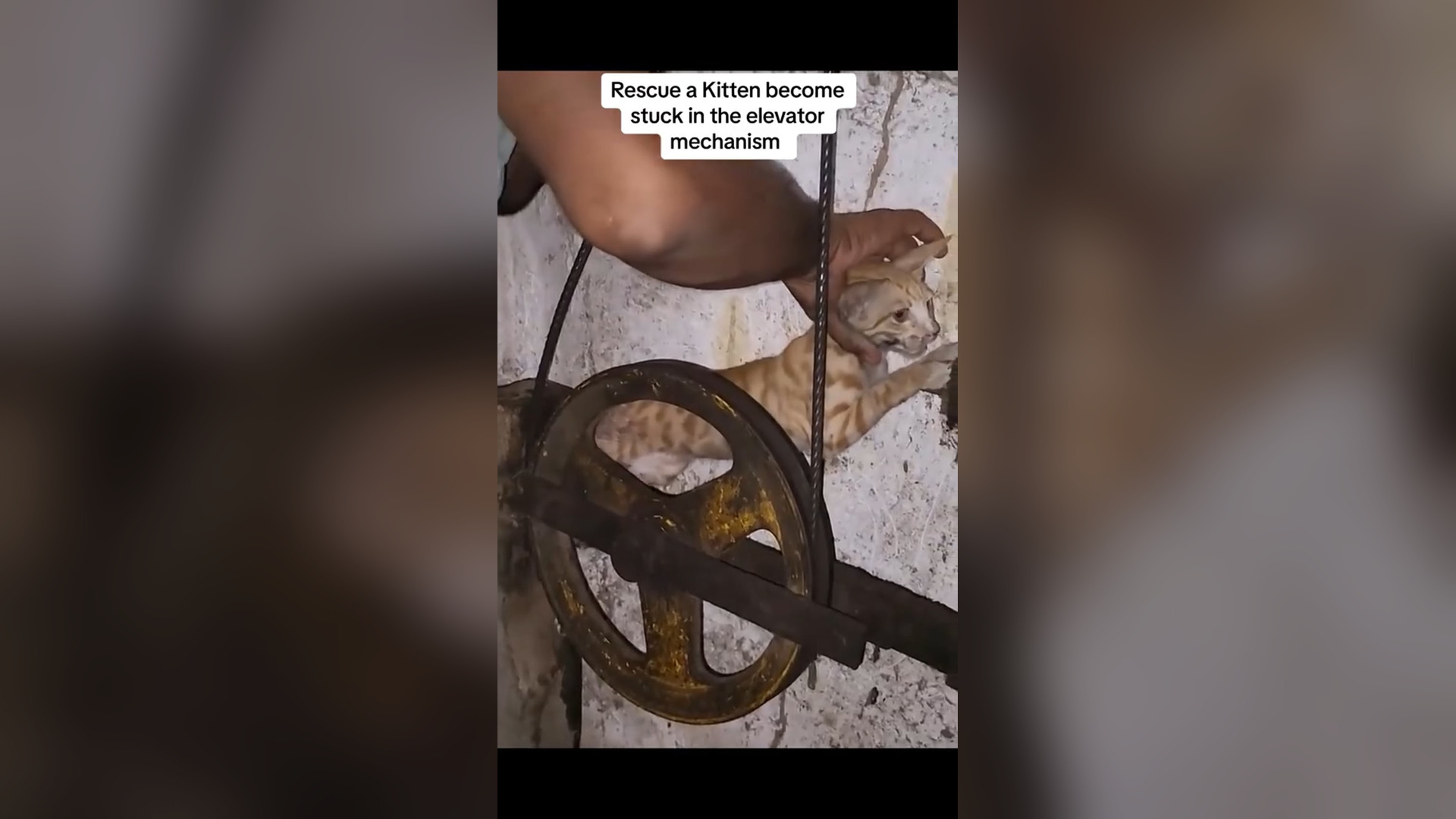 D0905040_reactions comments Rescue kitten become stuck in elevator mechanism #animal #animalsoftiktok #animalrescue #cat #catsof