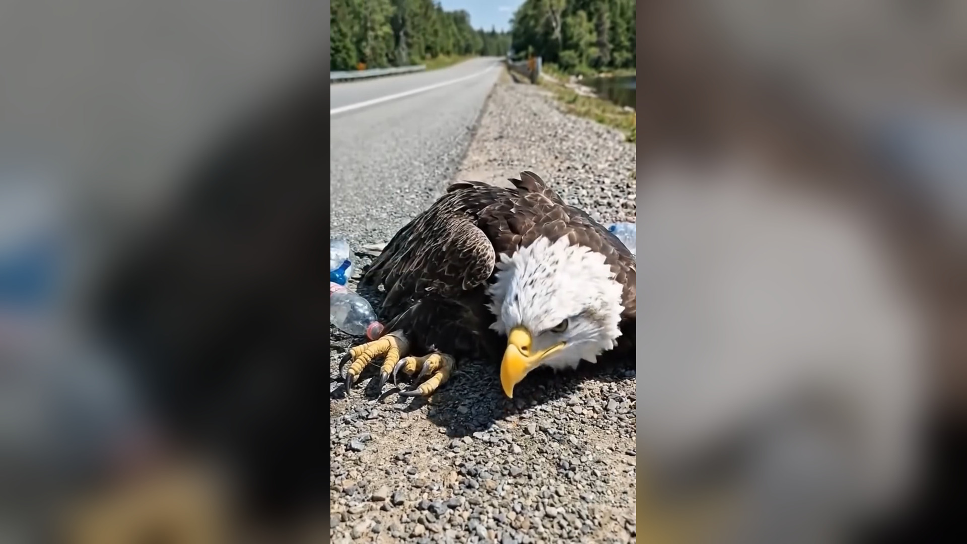 D0806015_Rescuing an Eagle Trapped in Net on Road Heart Stopping Moment_part 2