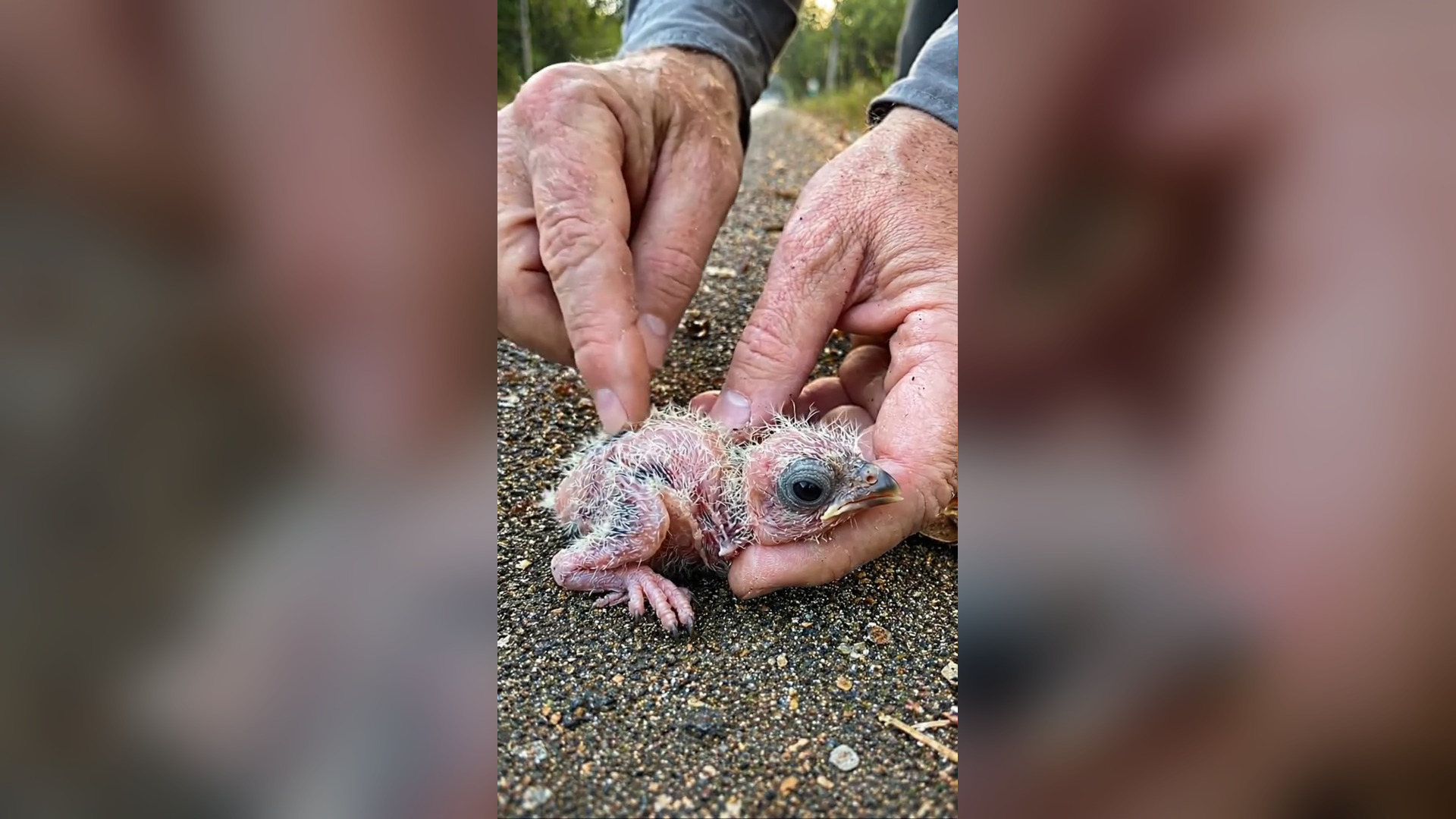 D0806035_79K views 1.4K reactions Ants Attacked Baby Eagle What Happened Next Will Shock You Rescue Will Melt Your Heart #Eagles