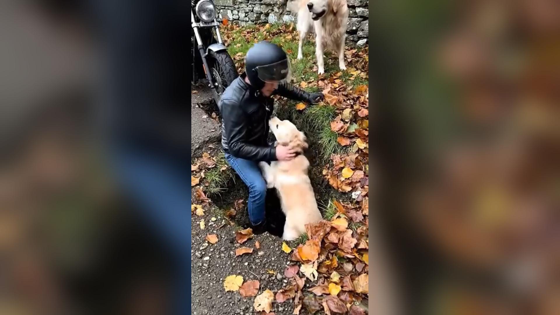 D0806074_1.4K views reactions Brave Golden Retriever Stops Traffic to Save His Puppy! #dog #goldenretriever #rescue #viralreels