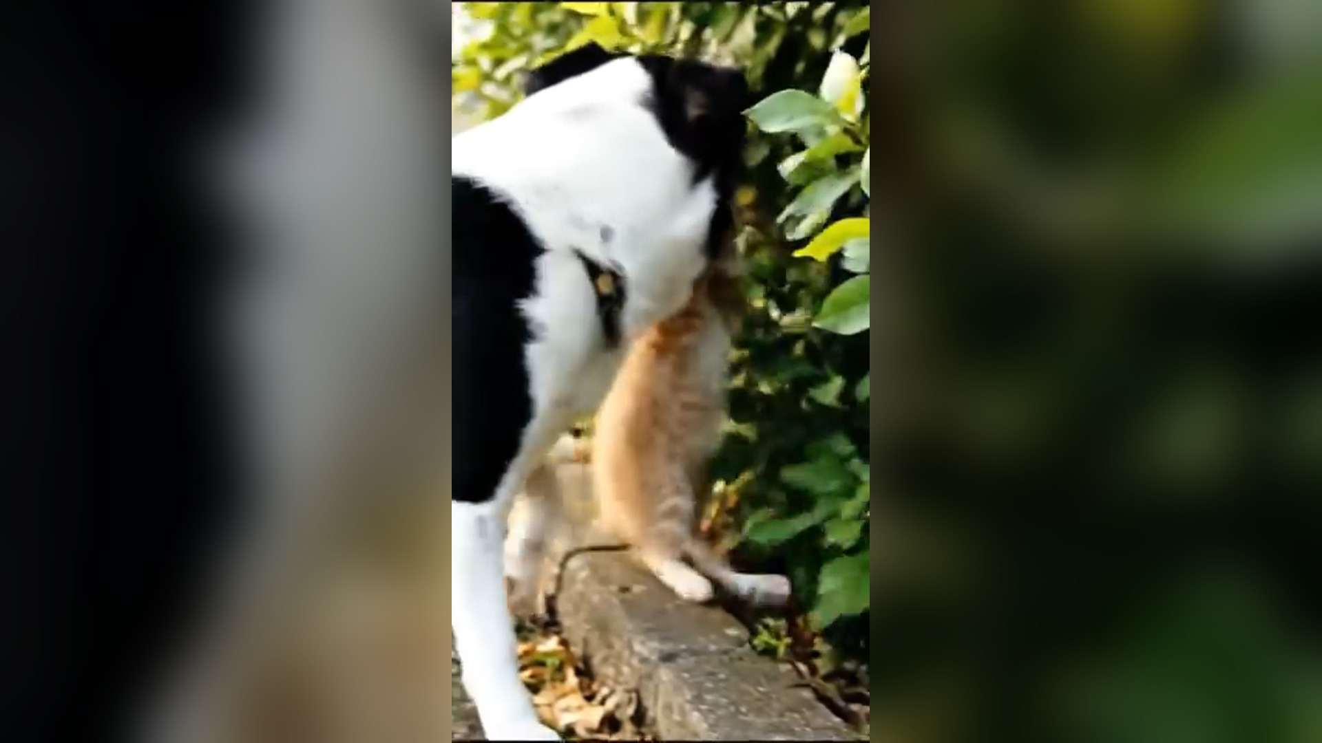 D0806075_1.1K views reactions Hero Saves Dog Lion in Jungle #dog #goldenretriever #lionfight #rescue Welcome to channel dedicate