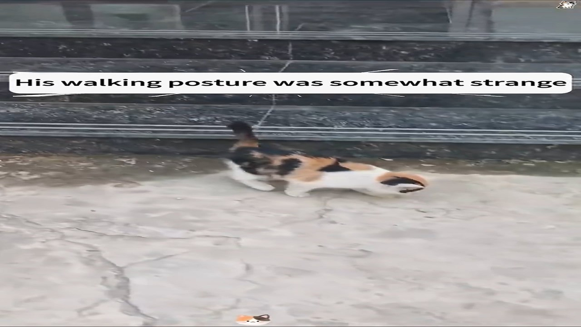 [Part 2]  : D0106004_119K views 7.9K reactions girl rescued kitten trapped in middle of an electric gate,and then Dog Is My Life_part 2